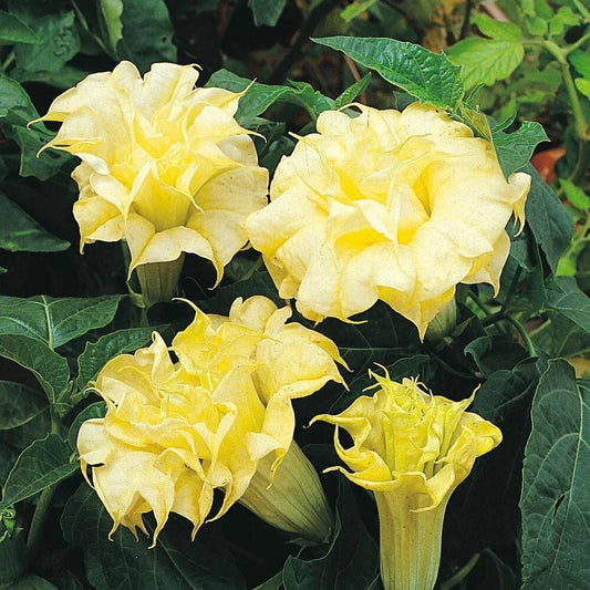 Golden Queen Angel Trumpet Seeds - Brugmansia suaveolens Flower Seeds for Garden Planting, Fragrant, Easy to Grow, USA Grown