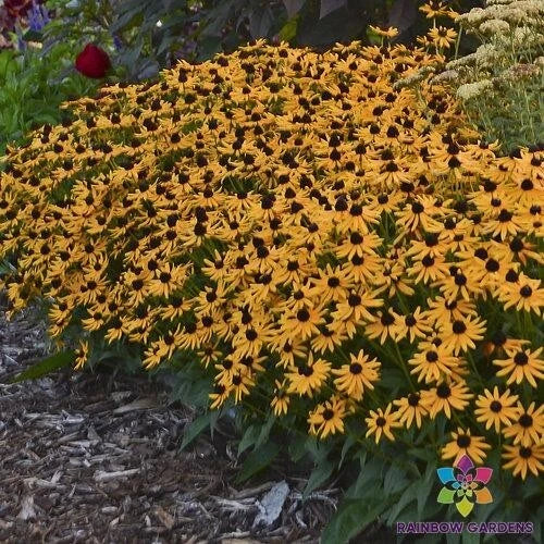 Little Goldstar Rudbeckia Seeds - 200+ Count, Black-eyed Susan, Rudbeckia hirta, Perennial Garden Flower, Full Sun, Zones 3-9