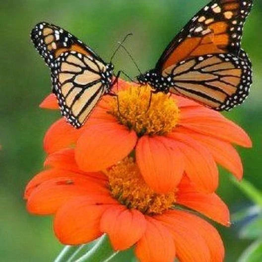 Sunflower Seeds - 100+ Non-GMO Mexican Torch Helianthus annuus for Bees, Butterflies, Hummingbirds, Garden, Landscape