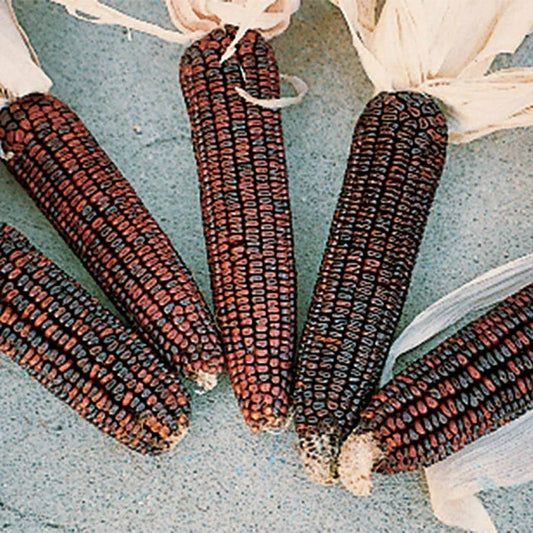 Ornamental Corn Seeds - Bloody Butcher Variety - Zea mays 'Bloody Butcher' - Vibrant Red Kernels for Landscaping & Decorations