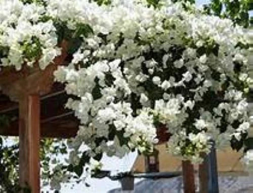 Live Bougainvillea Starter Plant - Key West White Variety - Well Rooted Plug - Bougainvillea glabra - Tropical Garden Plant