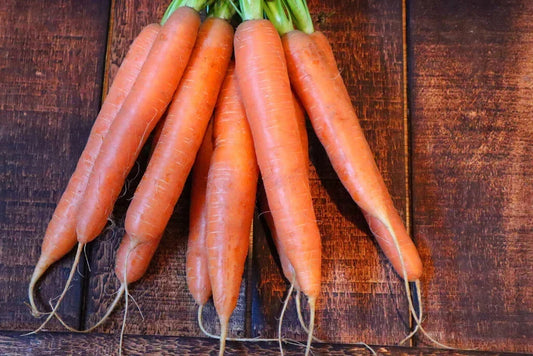 Nantes Carrot Seeds - 1000+ Non-GMO Daucus carota for Home Garden, Urban Farming, Full Sun, USA