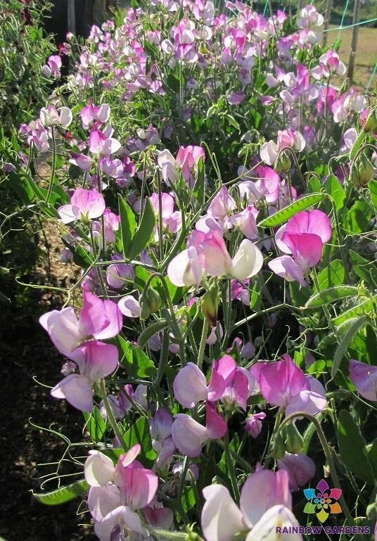 Semi-Dwarf Sweet Pea Seeds - Teresa Maureen Variety, Fragrant Flowers, Mixed Shades, Lathyrus odoratus, USA Grown