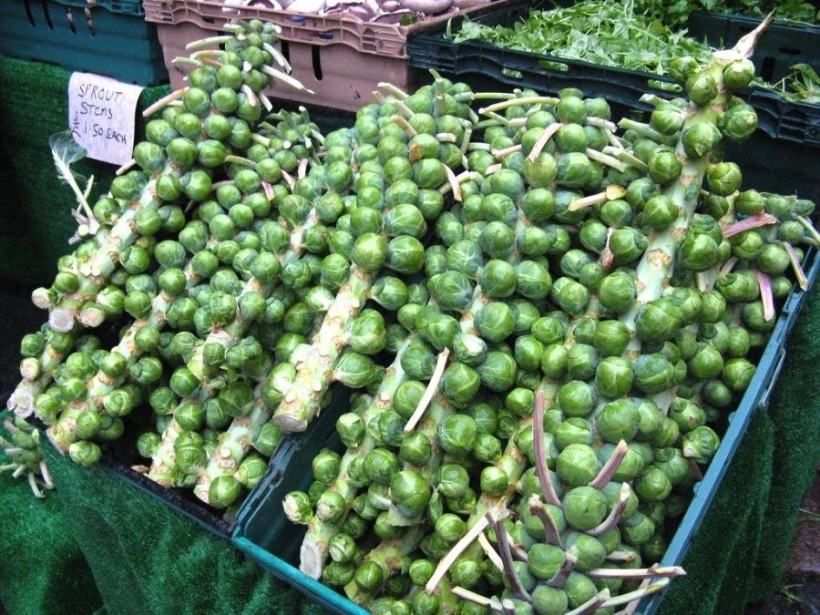 Brussels Sprout Seeds - 200 Pack, Heavy Yielding, Multi-Harvest, Non-GMO, Brassica oleracea var. gemmifera for Home Gardens