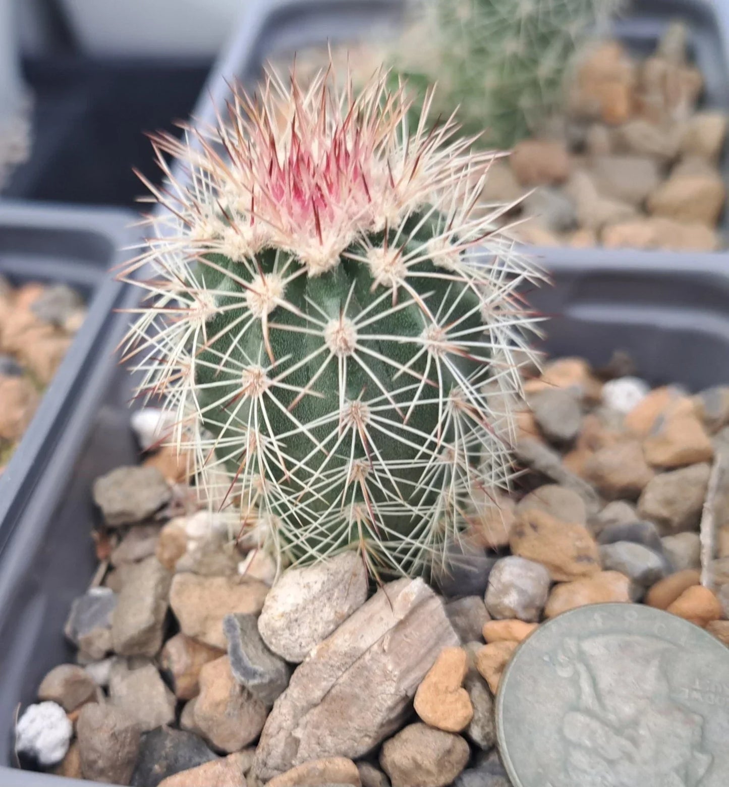 Echinocereus Dasyacanthus Bare Root Cactus Plant – Unique Desert Succulent for Home or Garden