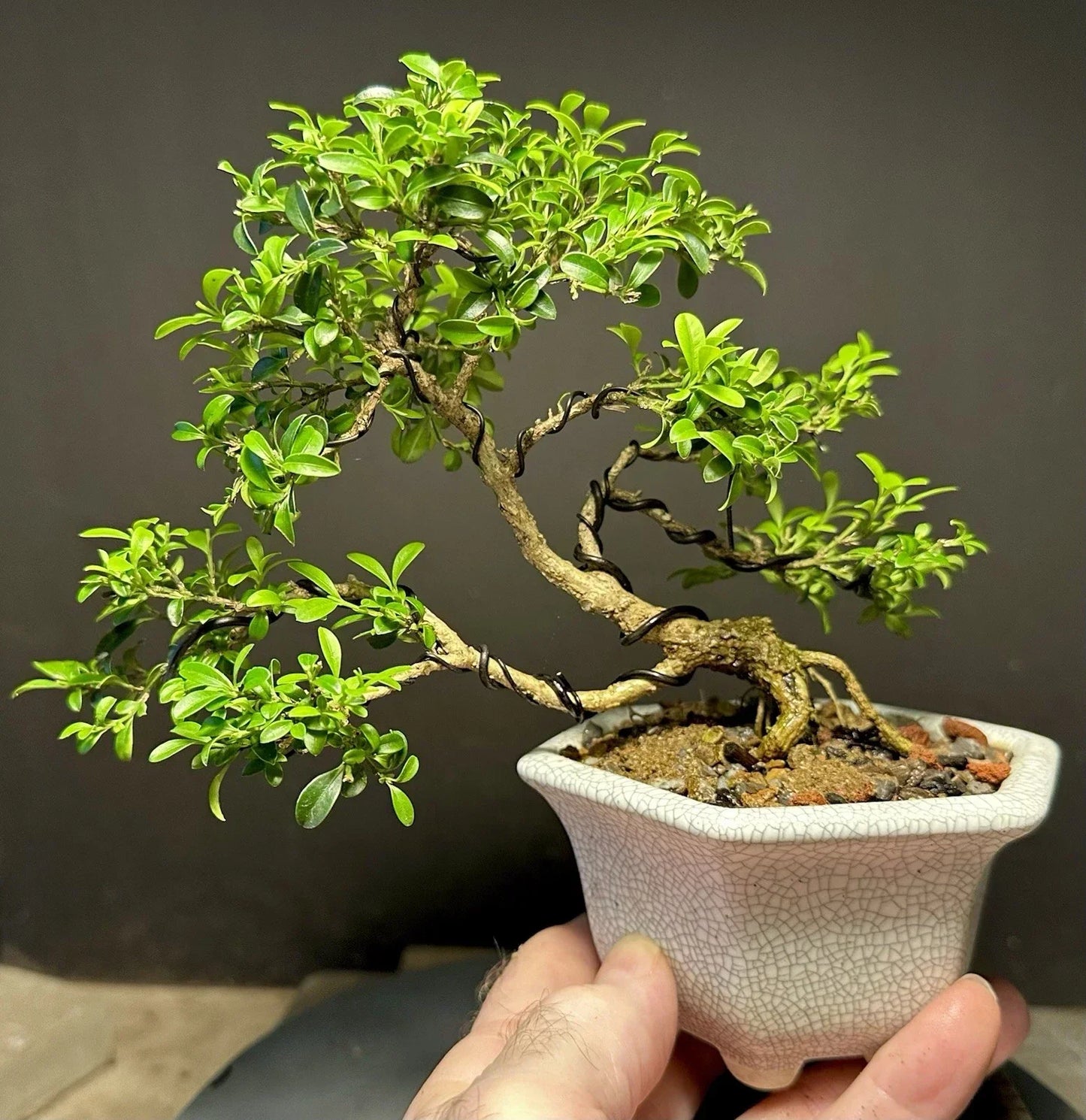 Bonsai Tree Potted Kingsville Boxwood 8-Inch Crackle Glaze Pot Buxus microphylla 'Kingsville'