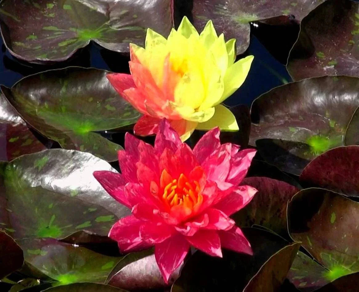 Cold Hardy Waterlily Pond Plant Wanvisa Variety + Free Bog Plant | Nymphaea spp. Aquatic Perennial for Water Gardens