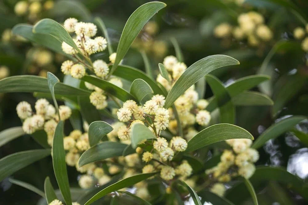 30 Australian Blackwood Tree Seeds - Acacia melanoxylon, High Germination Rate for Eco-Friendly Gardening