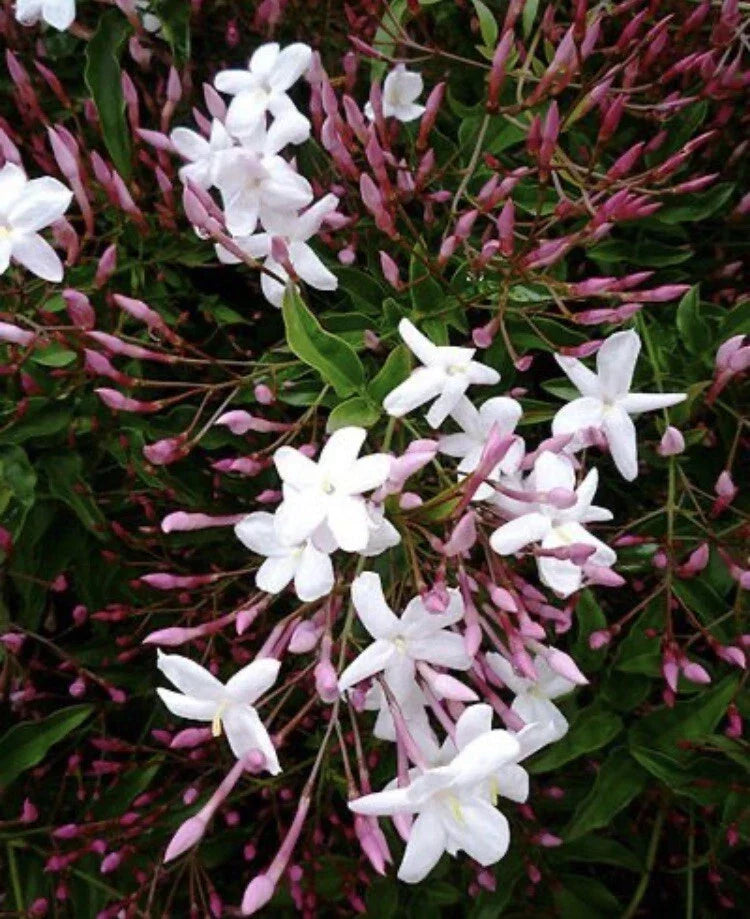 Star Jasmine Cuttings - 12 Unrooted Stem Propagation Material - Fragrant Flowering Vine - Trachelospermum jasminoides
