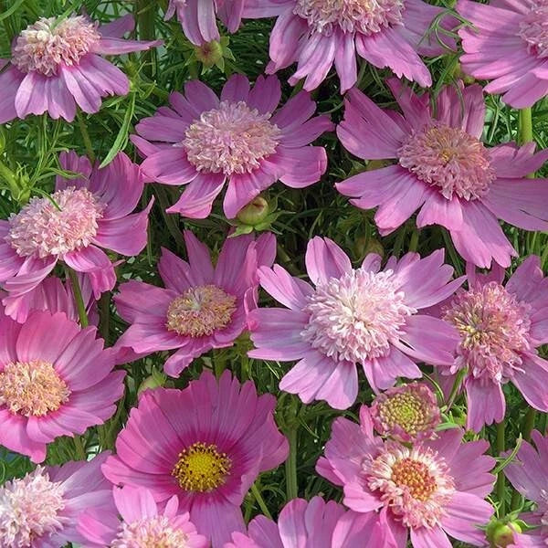 Pink Popsocks Cosmos Seeds - 200+ Pack, Annual Flower for Garden, Cosmos bipinnatus, Bright Pink Blooms, Full Sun, Easy to Grow