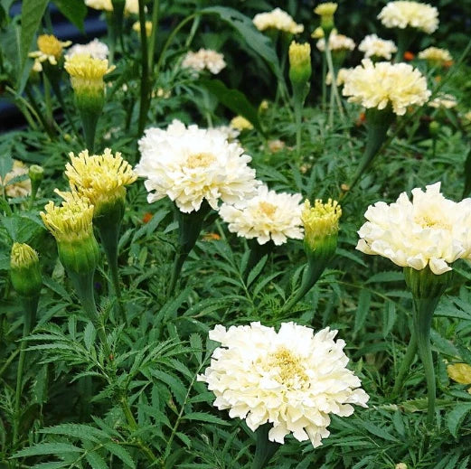 African Marigold Seeds - Kilimanjaro White - Non-GMO Tagetes erecta - Creamy Flowers, 50 Seeds, Full Sun, Easy to Grow