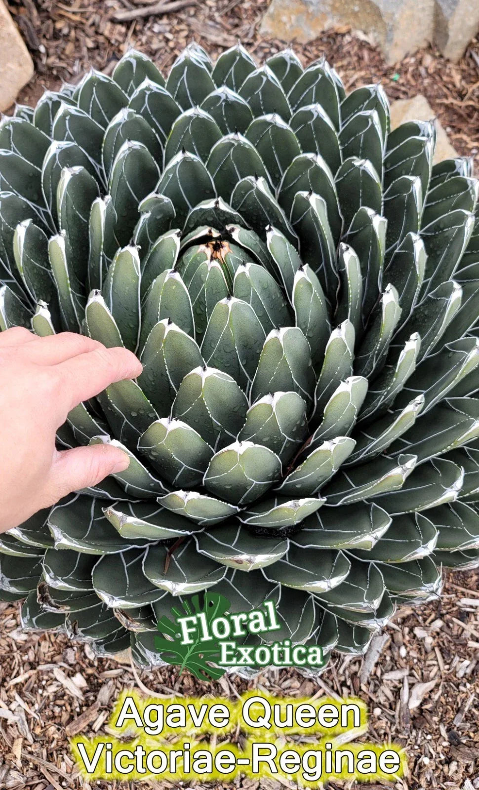Queen Agave Victoria Reginae Succulent Plant Starter Pup | Agave victoriae-reginae Rosette, Drought-Tolerant, Indoor & Outdoor