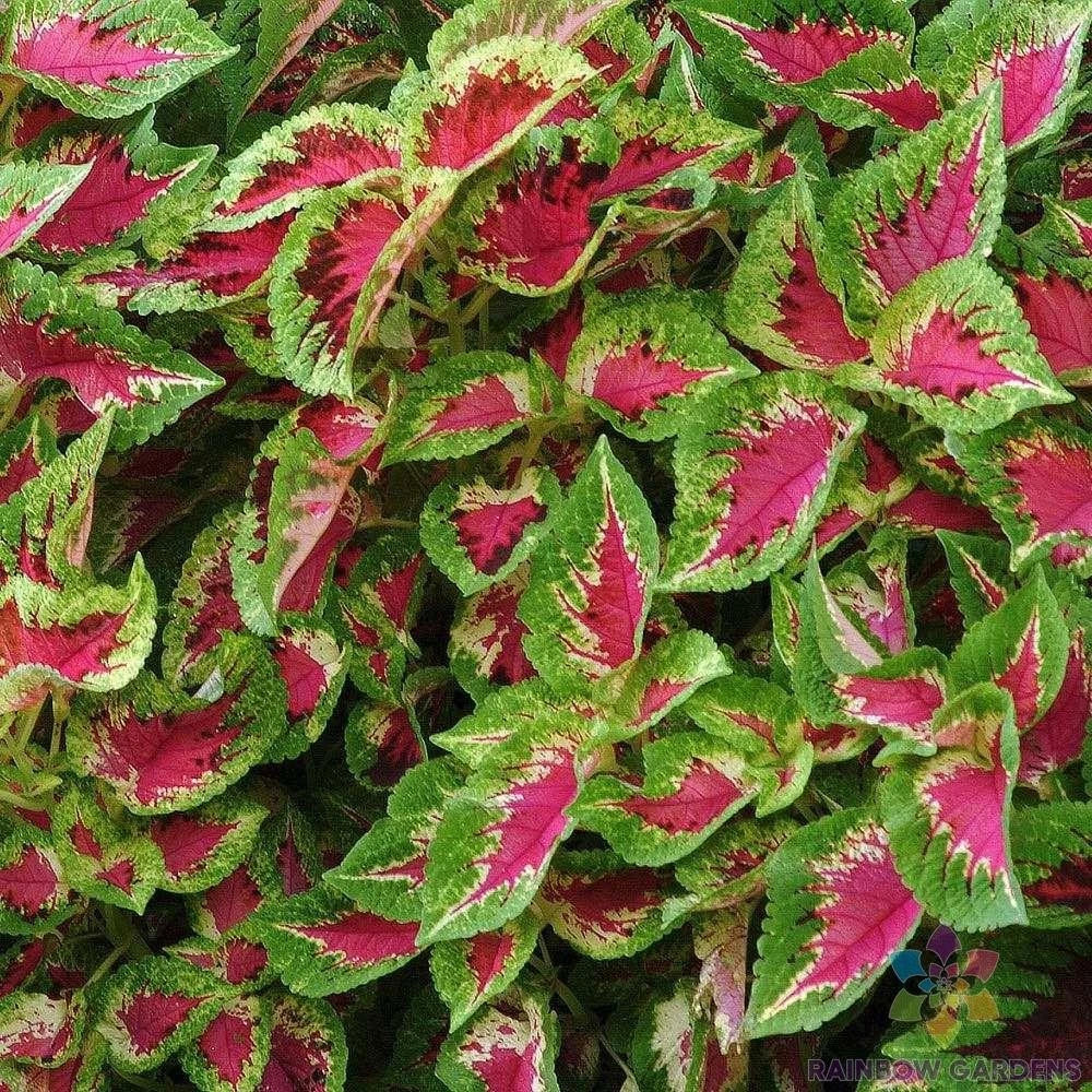 Coleus Seeds - 25+ Sun Watermelon Variety - Vibrant Pink and Green Foliage - Solenostemon scutellarioides