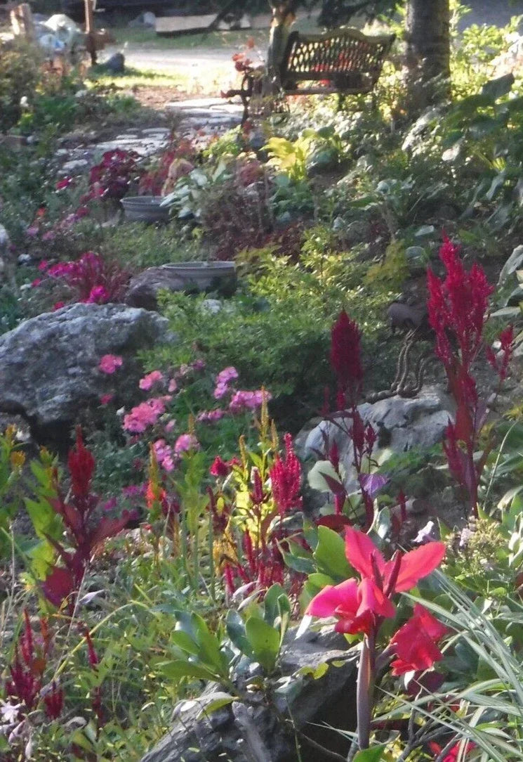 Celosia Seeds - Feather Mix, 25+ Seeds, Celosia argentea var. cristata, Vibrant Feather-Like Blooms for Garden, Borders & Cut Flowers