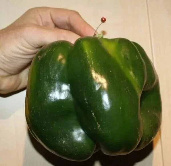 Emerald Giant Bell Pepper Seeds - 120+ Non-GMO Organic Heirloom Capsicum annuum for Gardening, Sweet Green to Red Fruit
