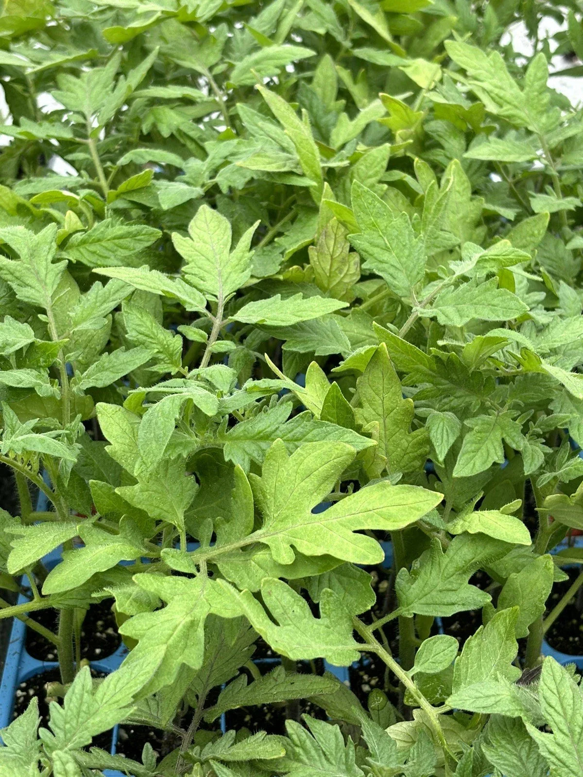 Lot of 2 Park's Whopper Tomato Live Plants – Solanum lycopersicum – 6 to 10 Inches, Heirloom, Fruit-Bearing Vegetables