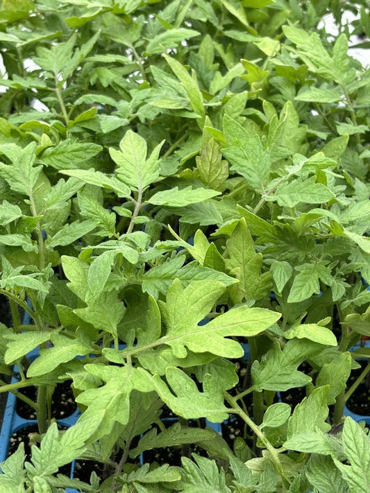 Lot of 2 Park's Whopper Tomato Live Plants – Solanum lycopersicum – 6 to 10 Inches, Heirloom, Fruit-Bearing Vegetables