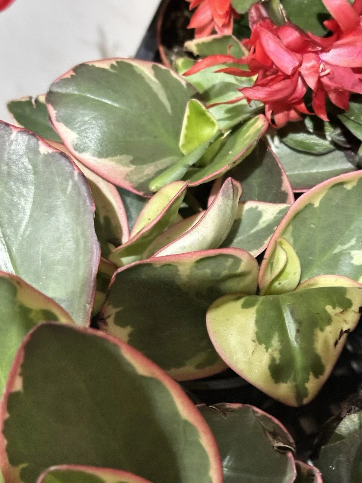 Succulent Peperomia Clusiifolia Tricolor 3-5" Live Houseplant - Red Variegated Jelly Peperomia, Easy Care Indoor Plant