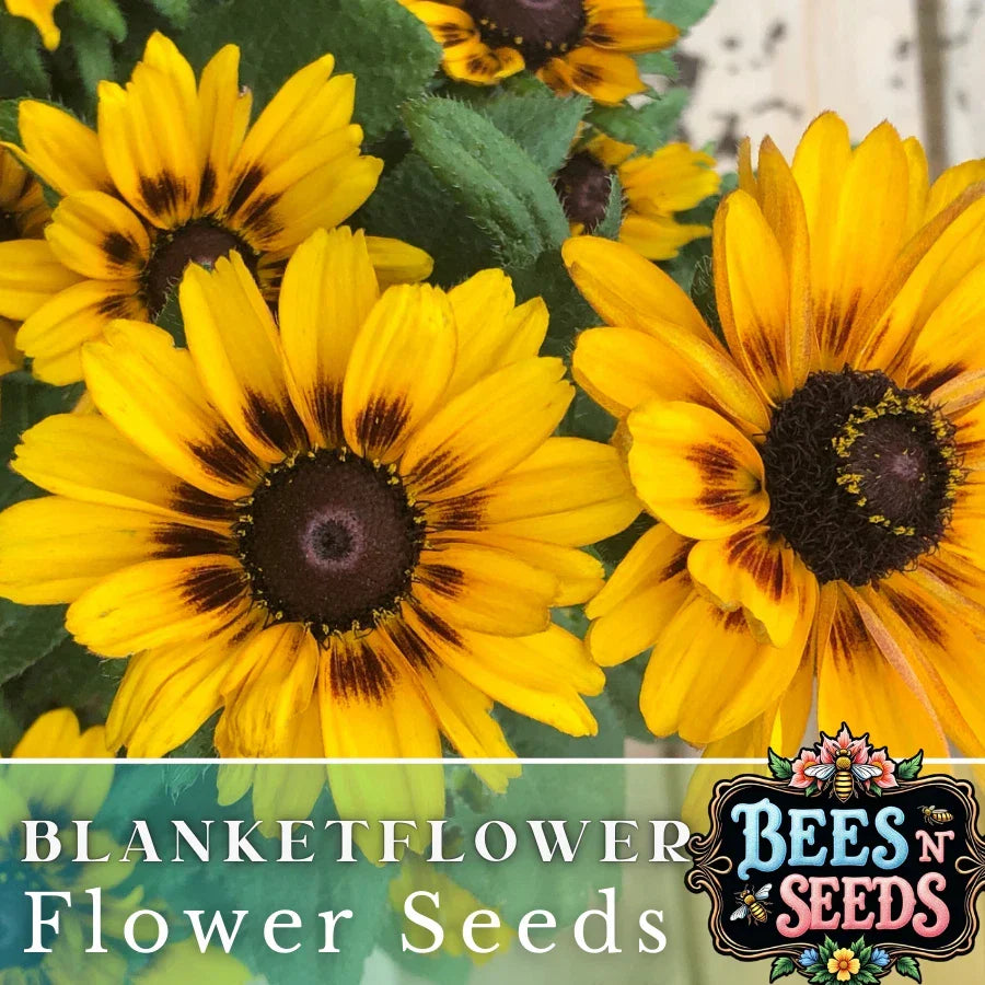 Finesse Blanket Flower Seeds - 200 Non-GMO Gaillardia aristata Perennial for Borders, Containers & Wildflower Gardens