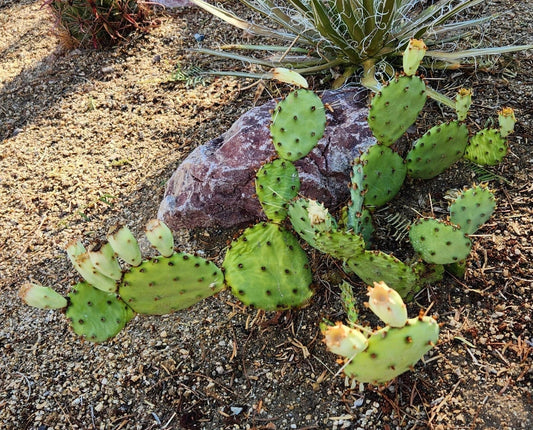 Opuntia Macrorhiza Twist-Spine Prickly Pear Cactus Pad Cutting | Drought-Tolerant Succulent Plant | Native Texas Opuntia