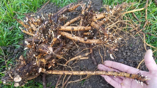 Hop Rhizomes Jumbo Size – Organic Fresh Roots for Cascade, Columbus, Glacier, Nugget, Chinook, Mt. Hood – Humulus lupulus