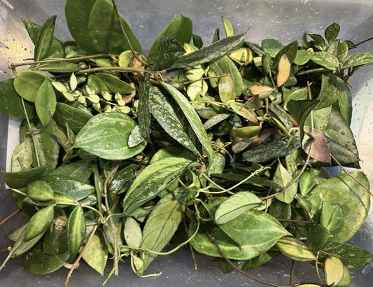 Hoya Cuttings Set of 6 Uncommon Varieties with 3+ Nodes – Healthy Starter Plants, Hoya spp.