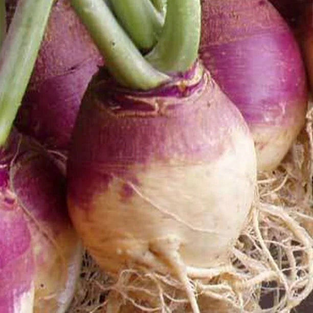 Rutabaga Seeds - American Purple Top Variety - Organic Brassica napus - Heirloom, Non-GMO, Pack of 100 Seeds