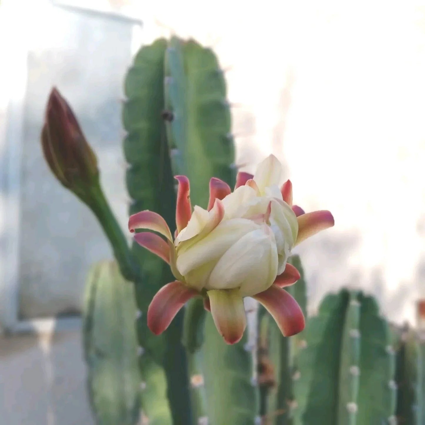Cereus Peruvianus Cuttings – Peruvian Apple Cactus Propagation – 6-8 Inch Succulent Plant for Indoor & Outdoor Gardens