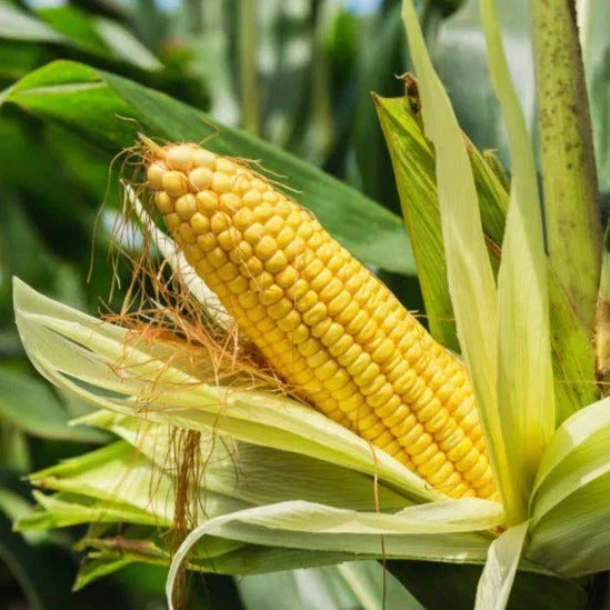 Sweet Corn Seeds Pack - 30+ Seeds - Sugary Enhanced Zea mays for Backyard Gardening and 2025 Planting