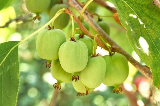 Hardy Kiwi Plants - 5 Live Rooted Plugs - Prolific Variety - Actinidia arguta - Cold-Hardy Climbing Vine for Gardens