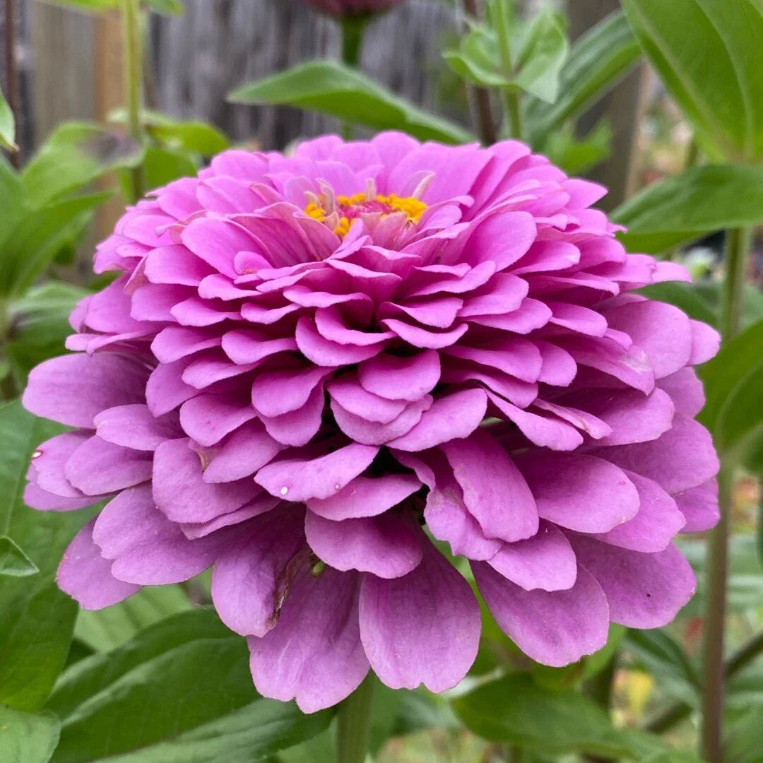 Zinnia Seeds - Giant Purple Flowers, Non-GMO Pollinator Attracting, Zinnia elegans, Garden Bed & Border Plant, 50 Seeds