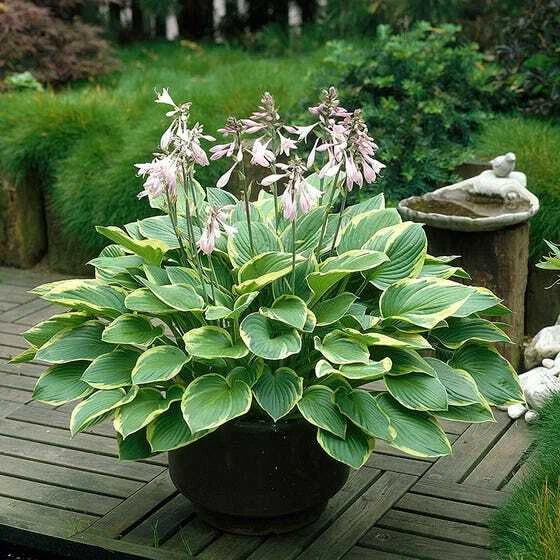 Giant Elephant Ears Hosta Plant, Fully Rooted, Large Full Size, Hosta 'Empress Wu', Tropical Foliage, Shade Garden