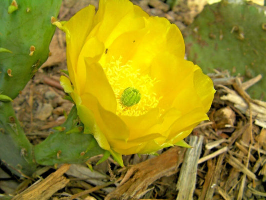 Hardy Opuntia violacea Purple Santa Rita Prickly Pear Cactus Rooted Plant Drought-Tolerant Succulent