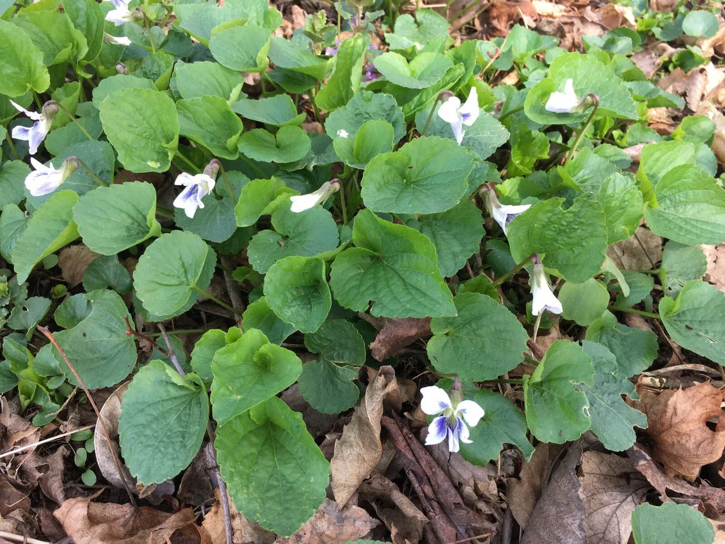Wild Violet Flower Plants - 12+ Bare-Root Rhizomes White Viola for Garden, Connecticut, Spring Blooming, Low Maintenance, Viola sororia