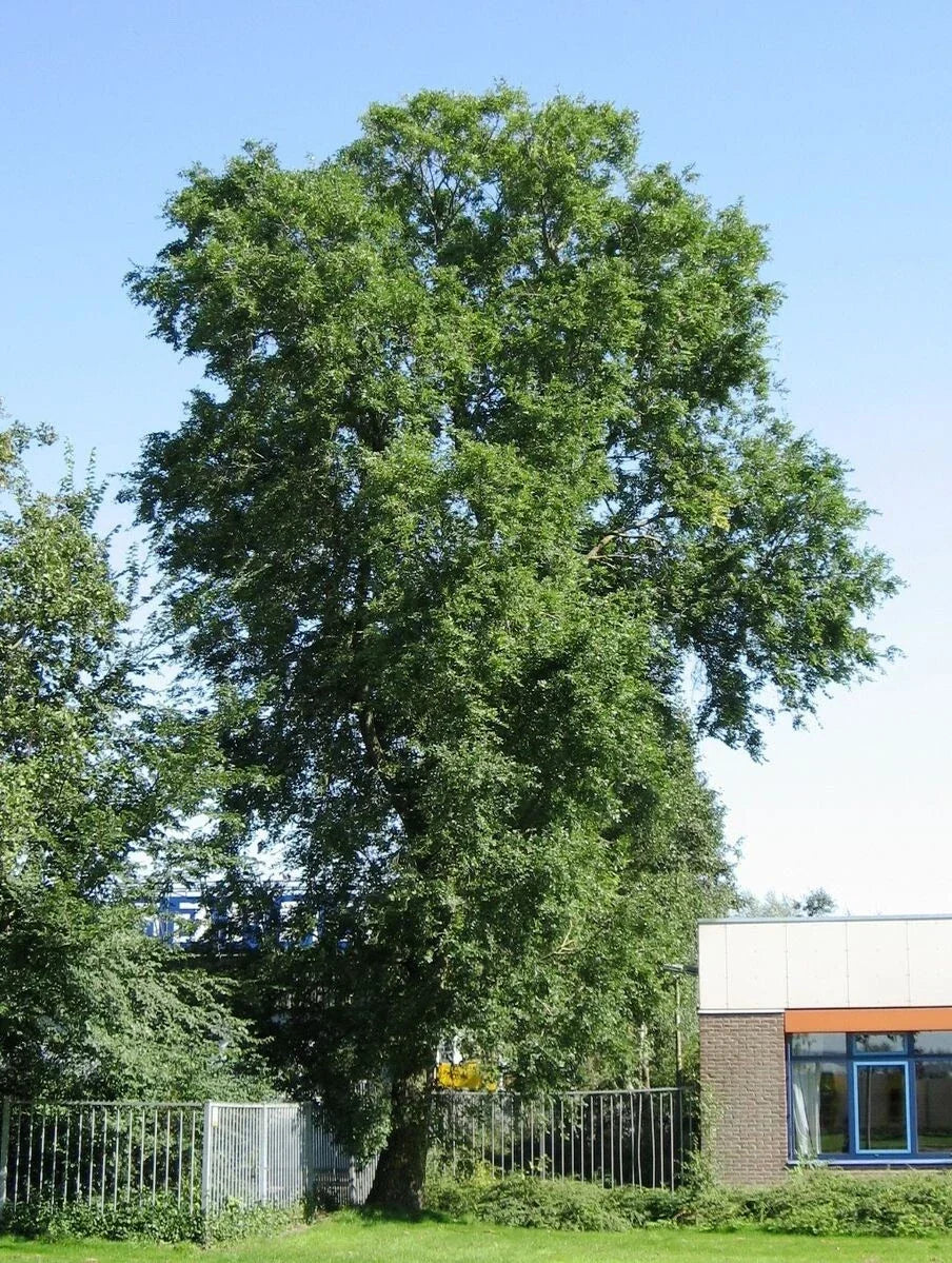 Siberian Elm Tree Seeds Pack of 50 Ulmus pumila Hardy Fast-Growing Landscaping & Reforestation