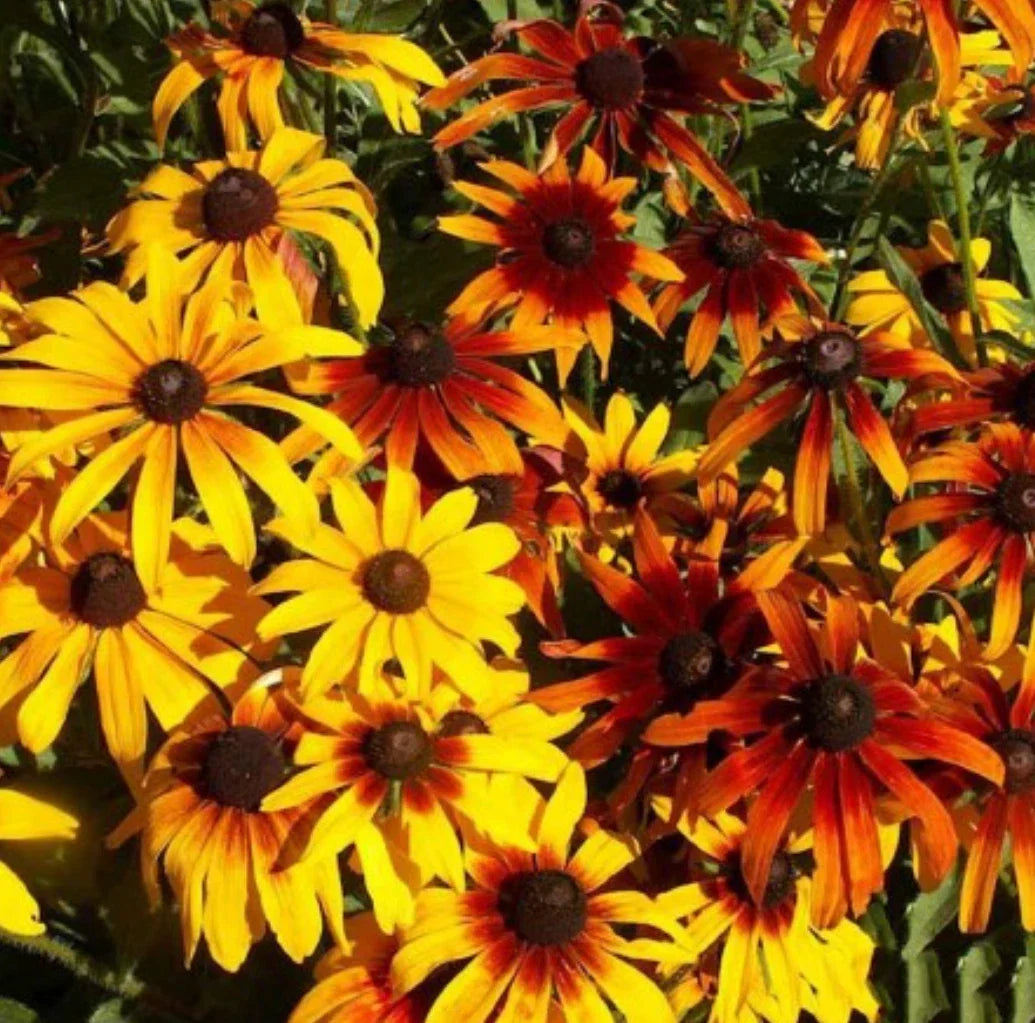 Gloriosa Daisy Seeds Bulk Rudbeckia hirta Wildflower Seeds Yellow & Brown Flowers Butterfly Attracting Drought-Tolerant Perennial