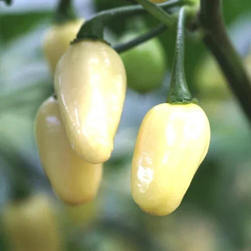 White Habanero Pepper Seeds – Heirloom Non-GMO Capsicum chinense for Hot Chili Gardening, Salsas & Spicy Cuisine
