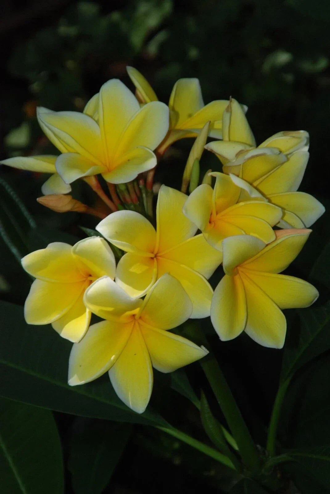 Plumeria Cutting 15-20 Inches Florida Grown Frangipani (Plumeria spp.) Tropical Garden Plant