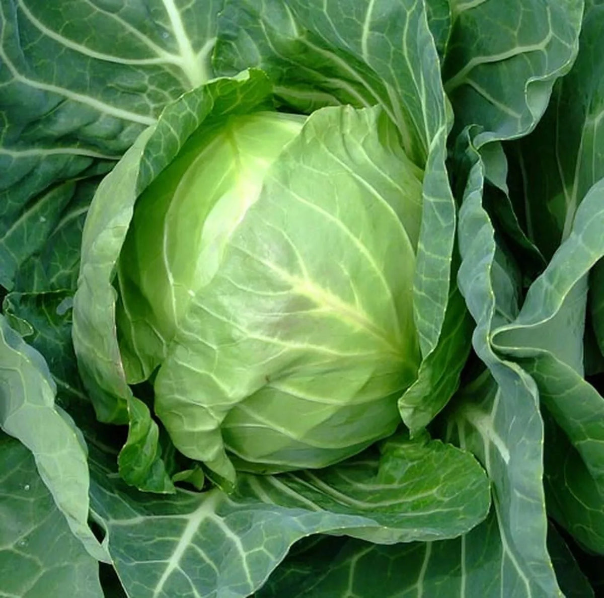 Cabbage Seeds - Early Variety, NON-GMO Copenhagen Market, Brassica oleracea var. capitata, Fast-Growing Garden Seeds