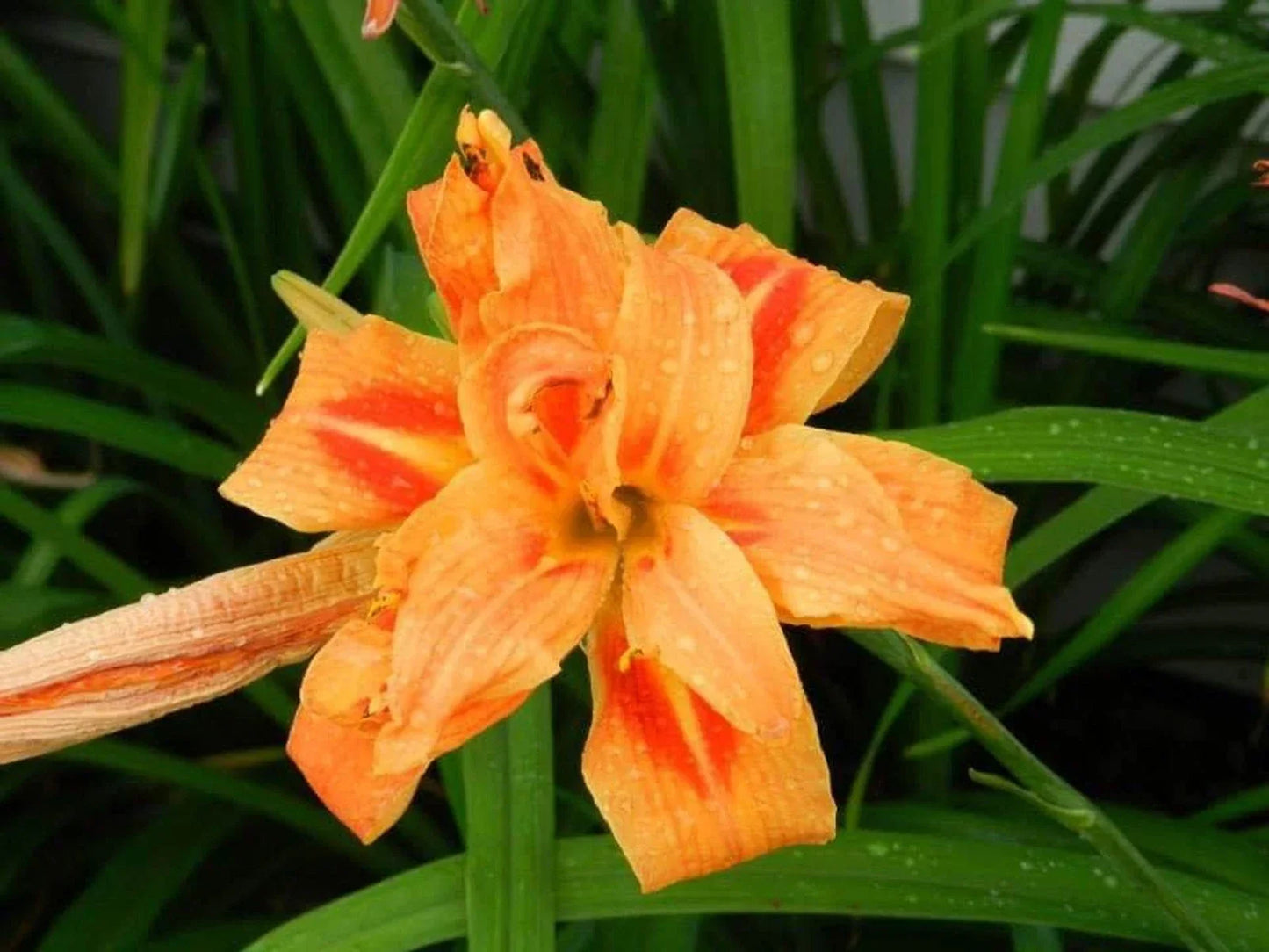 Double Kwanso Day Lily Lot of 2 | Perennial Live Flower Starter Plants | Hemerocallis fulva 'Kwanso'