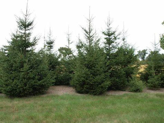 Live Bare Root European Spruce Tree - 18-24 Inches Picea abies for Landscaping, Privacy, and Garden Decoration