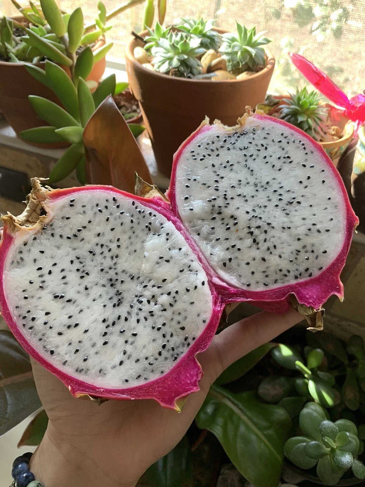 White Dragon Fruit Seeds - Hylocereus Undatus - Exotic Cactus for Home Garden & Indoor Growing - 50 Seeds