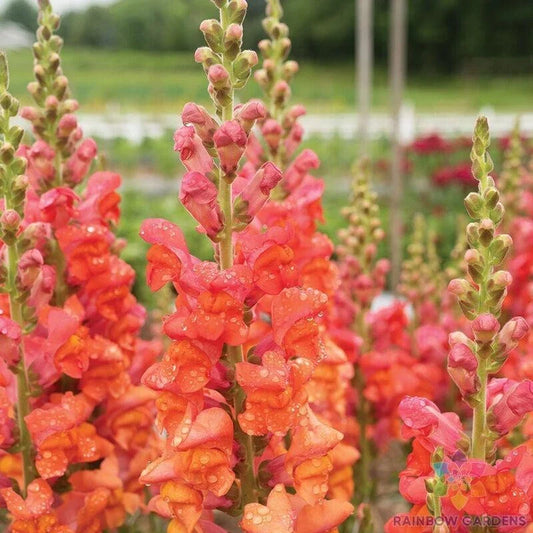 Monaco Orange Snapdragon Seeds - 1000+ Pack, Antirrhinum majus, Vibrant Garden Flowers, Easy to Grow, Full Sun, USA Free Shipping