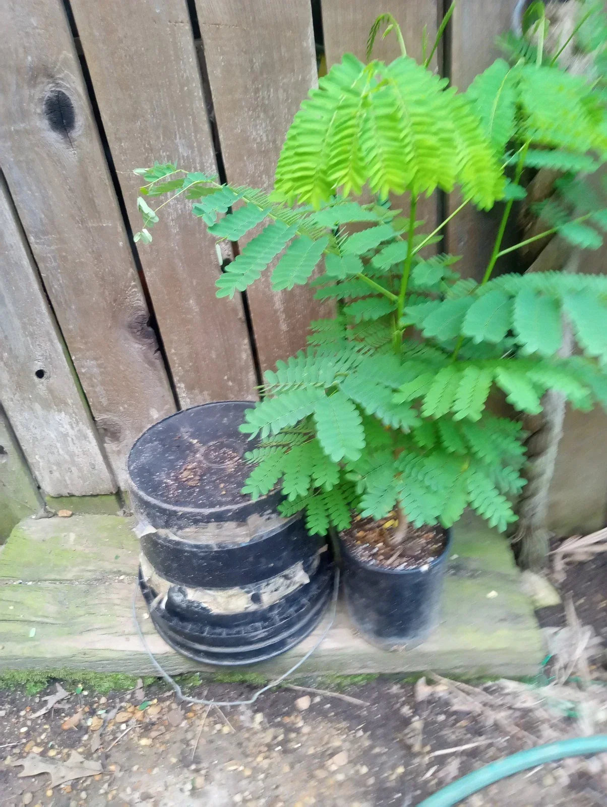 Delonix Regia Plant - 1 Gallon Red Royal Poinciana Tree - Tropical Flowering Tree for Garden or Container