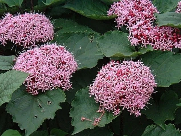 Pink Clerodendrum Cuttings with Roots - 3 Count | Clerodendrum bungei Perennial Shrub for Indoor & Garden | Vibrant Pink Flowers