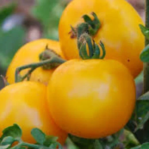 Mountain Gold Tomato Seeds | Heirloom Non-GMO Solanum lycopersicum | Yellow Tomato Seeds for Home Garden