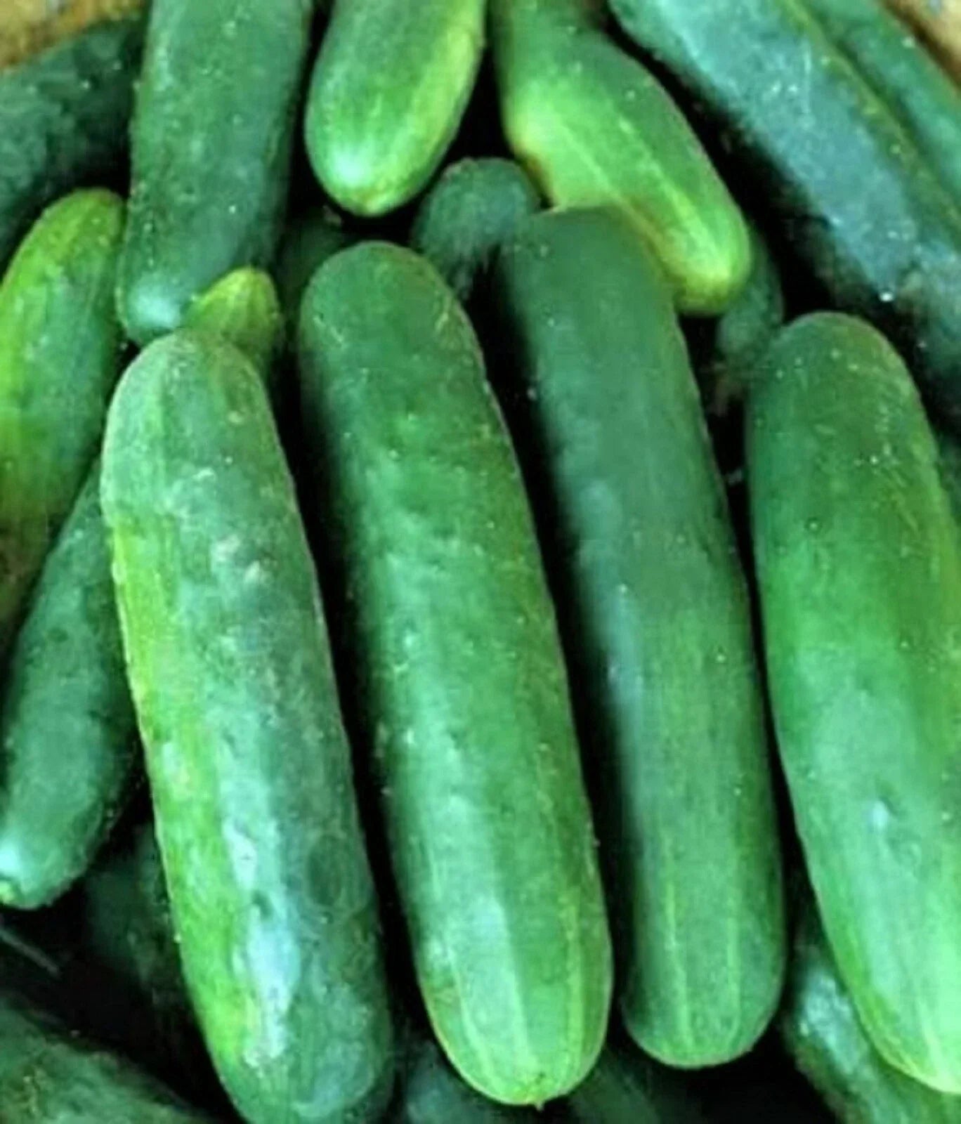 Poinsett 76 Cucumber Seeds Pack | Non-GMO Cucumis sativus for Home Garden, Organic, Vining, 60+ Seeds