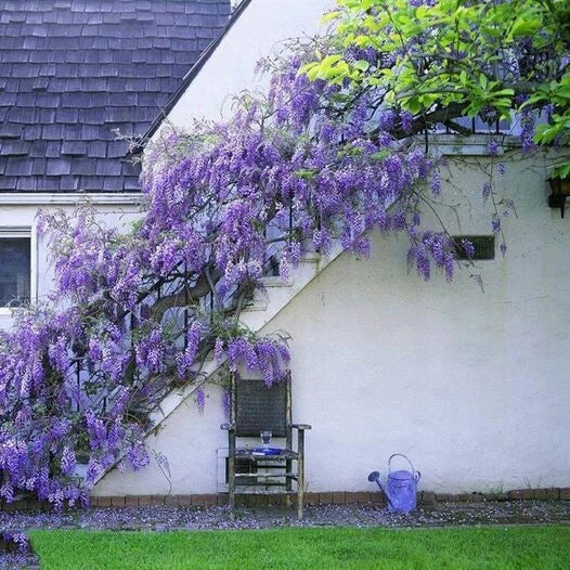 Japanese Wisteria Seeds - 10 Purple Floribunda Climbing Vine Seeds for Gardens & Trellises | Wisteria floribunda