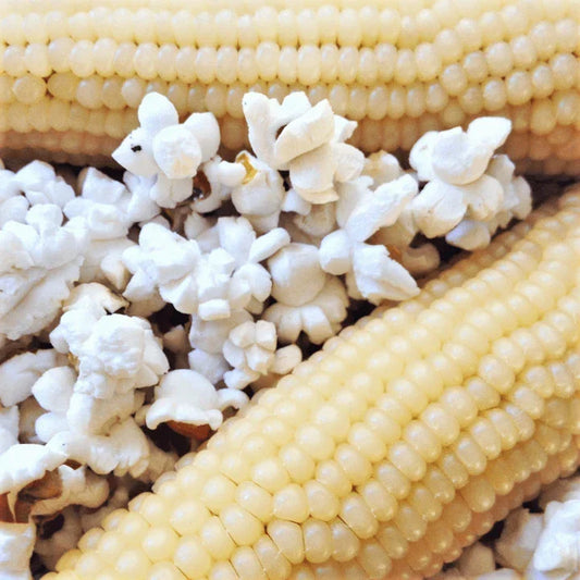 Japanese White Hulless Popcorn Seeds | Ornamental Zea mays | Non-GMO, Easy Grow, 50 Seeds for Home Garden & Snacking