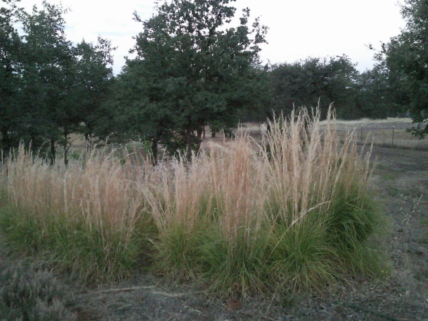 Feather Reed Grass Plugs 6 Pack | Karl Foerster Ornamental Grass | Calamagrostis acutiflora Bare Roots for Landscaping